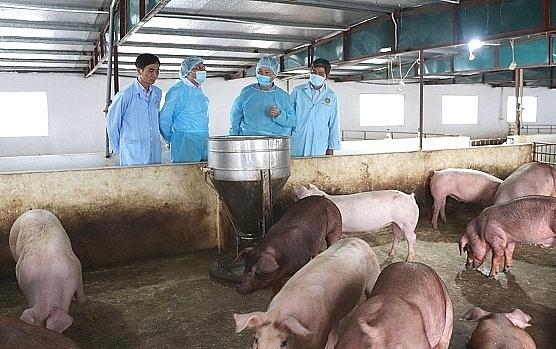 Ninh Bình tập trung triển khai quyết liệt các biện pháp phòng, chống bệnh dịch tả lợn Châu Phi